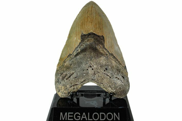 Serrated, Fossil Megalodon Tooth - North Carolina #226465